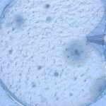 Apvaisinimo mėgintuvėlyje pradininkas: „IVF nėra geriausias metodas, tačiau jis pelningiausias“